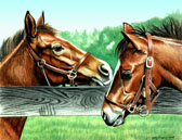 Thoroughbred, Equine Art - Thoroughbred Foals
